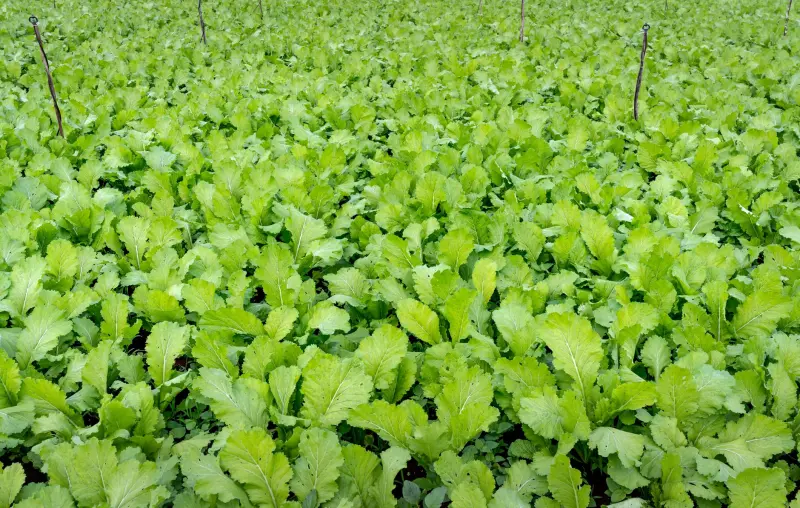 清远柠香农业科技有机种植技术方案及作物应用解析正文配图 2
